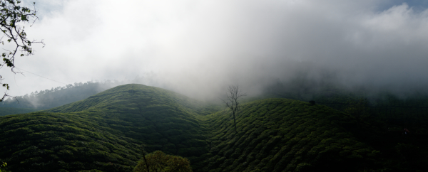 Les plantations de thé à Munnar, Inde