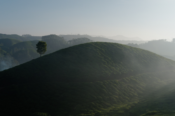 Les plantations de thé à Munar, Inde