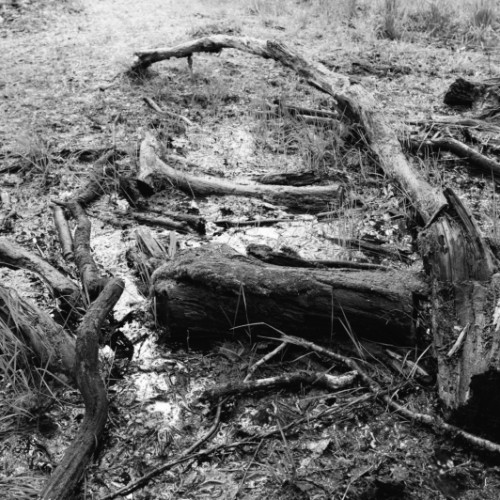 L'ancien bois nourit le nouveau