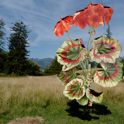 Where The Wild Things Roam, Geranium - Ishita Chakraborty