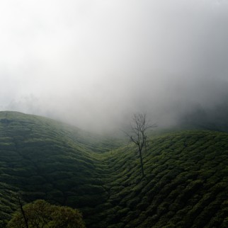 Munnar-06