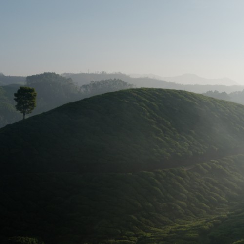 Munnar-08