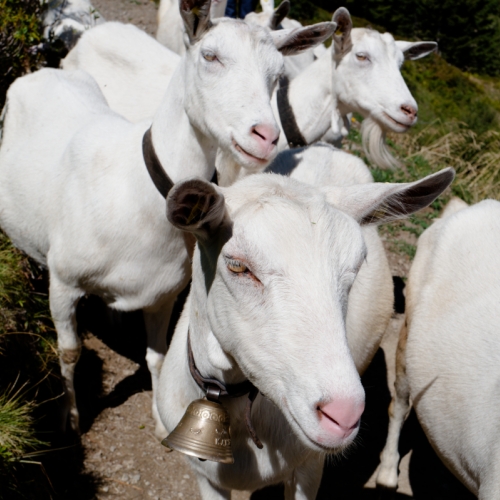 Une rencontre sur le chemin ...