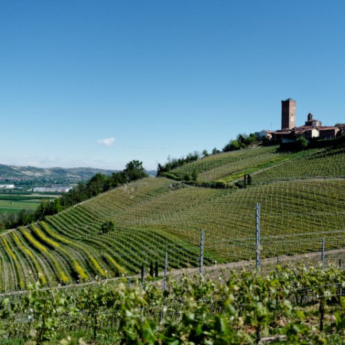 Vignes de Barbaresco