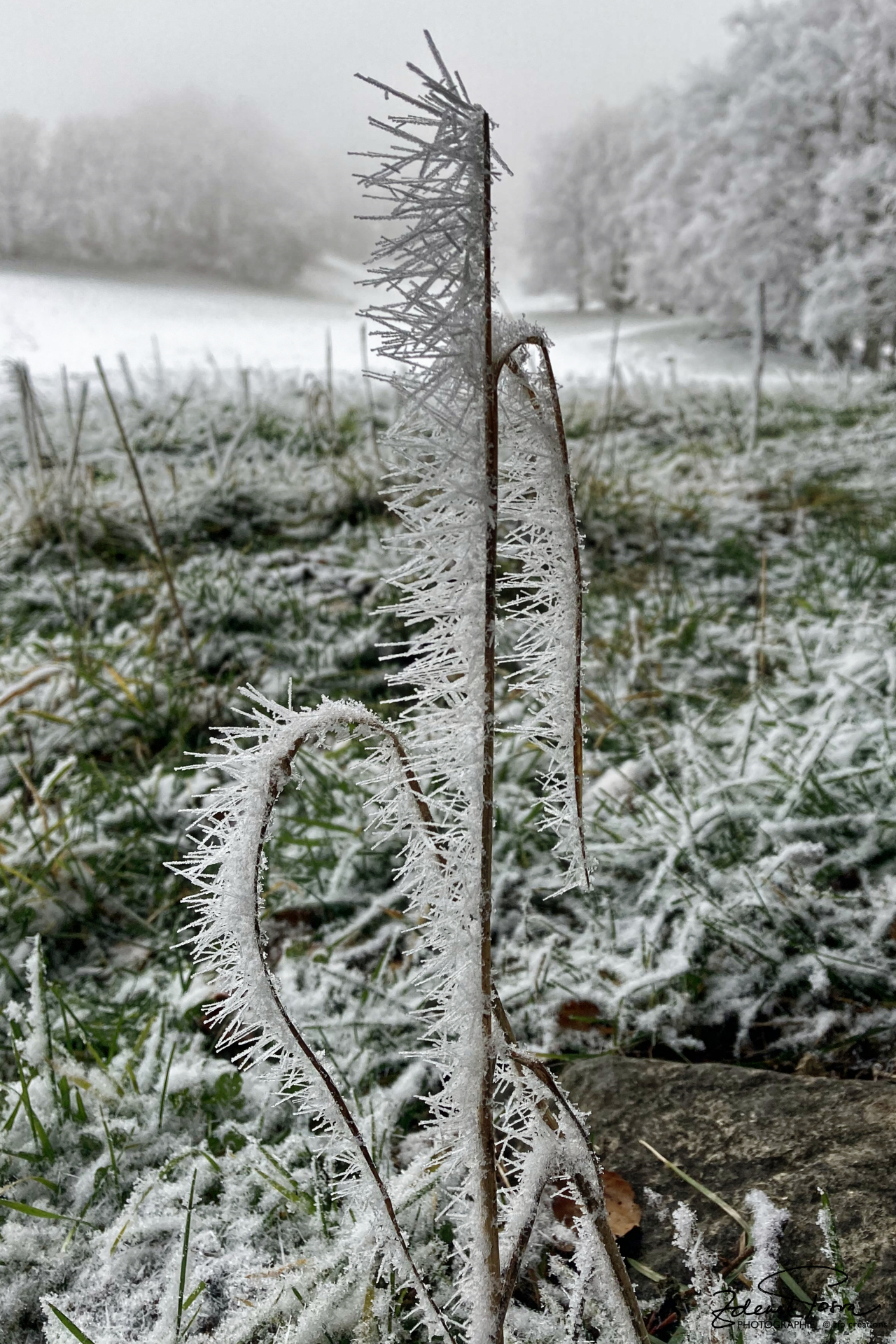 Le givre a formé des aiguilles sur les brins d'herbe