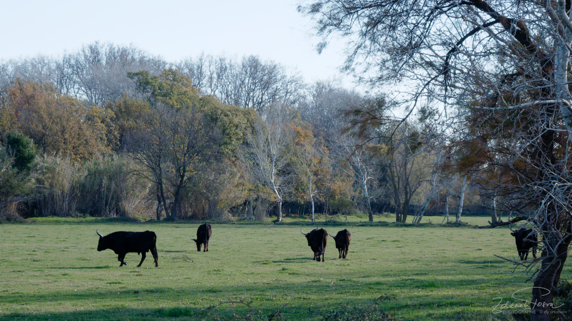 Les taurreaux de Camargue