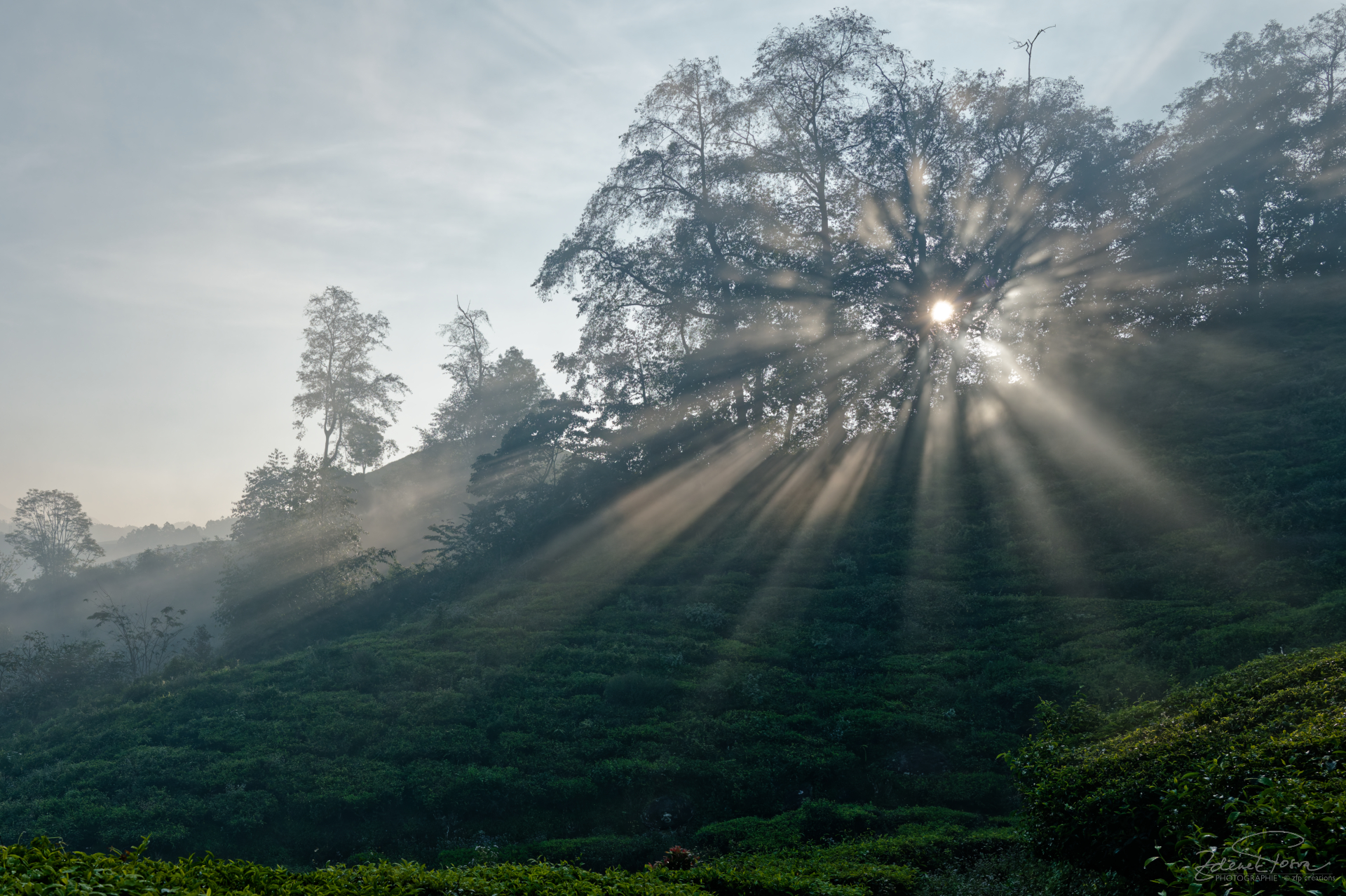 Munnar, Inde, le soleil se hisse au-dessus la crête des colines des plantes de théier