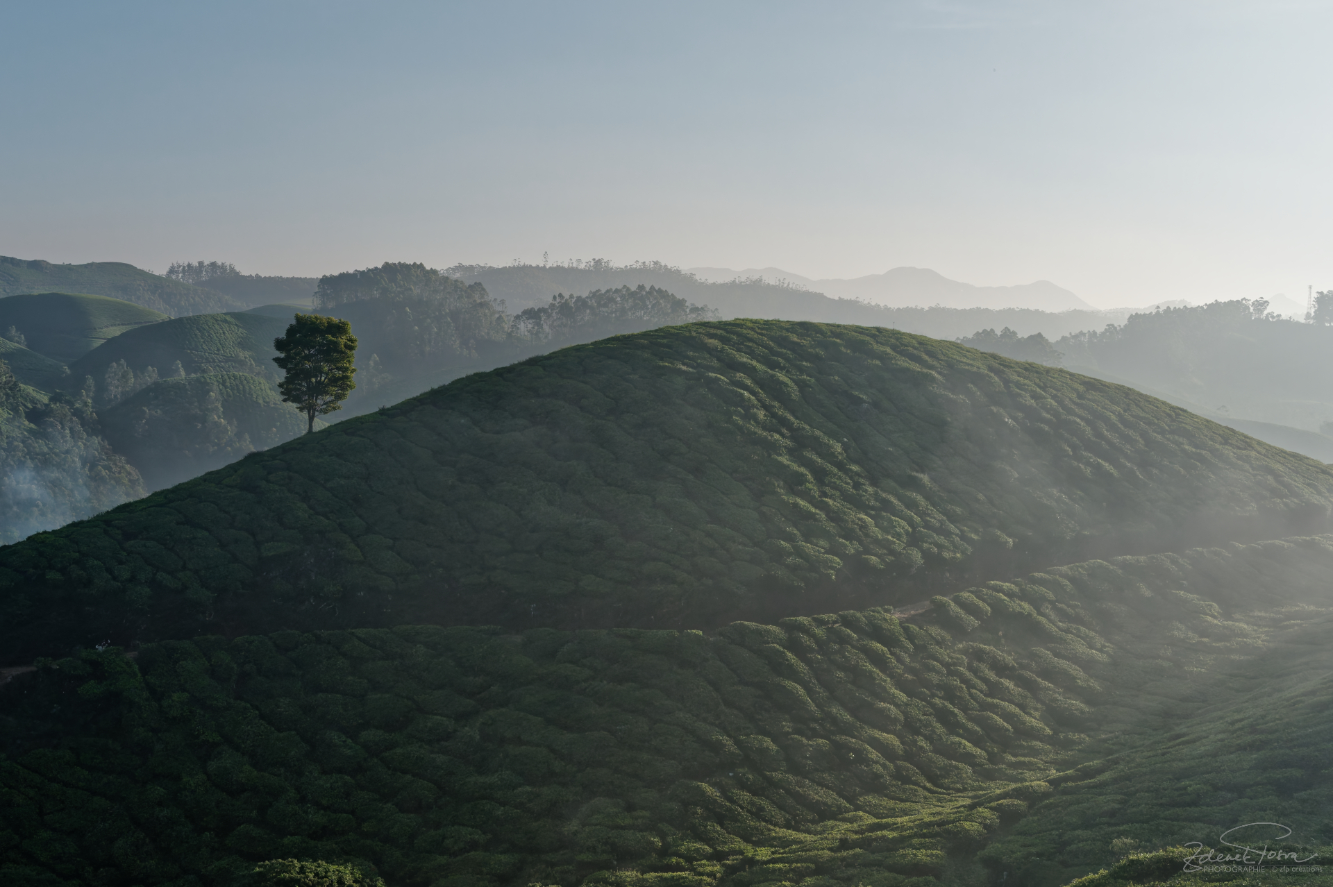 Munnar, Inde, la brume se dissipe sur les colines des plantes de théier