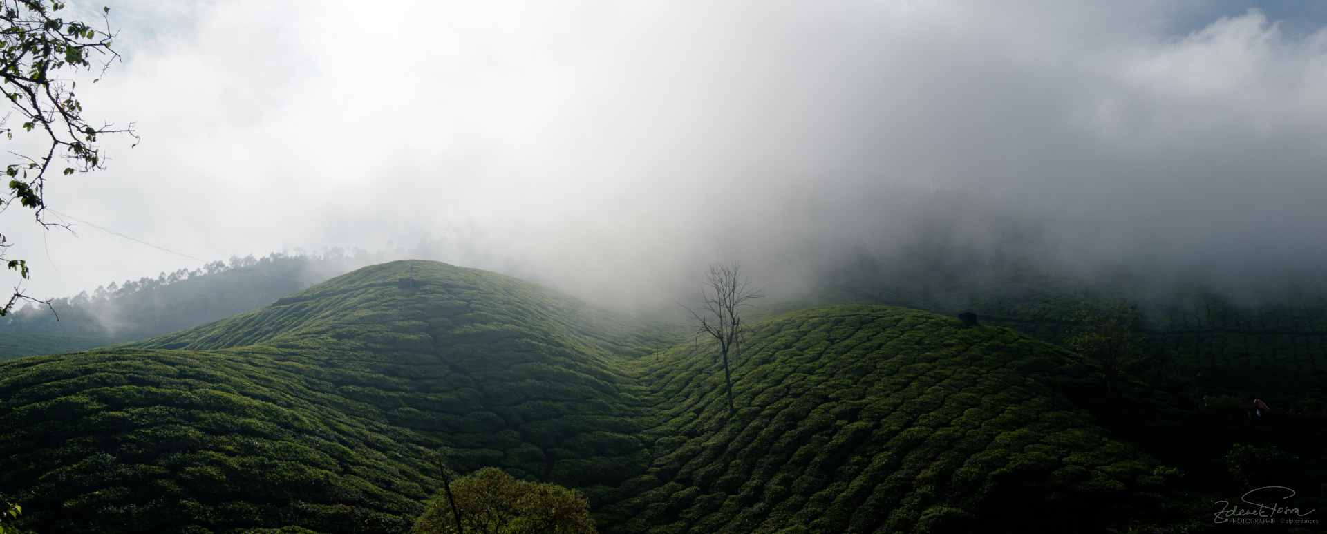 Munnar, Inde, la brume dance par-dessus des colines des plantes de théier