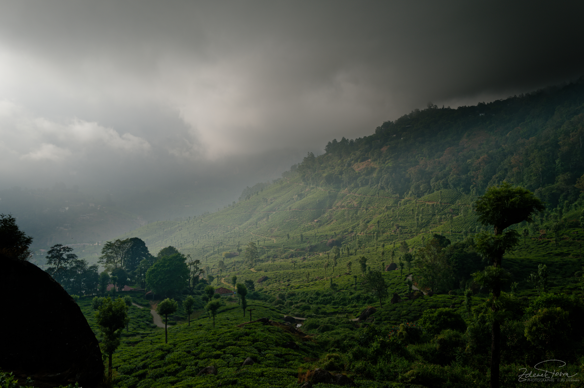 Munnar, Inde, La terre qui nourrit les plantes de théier