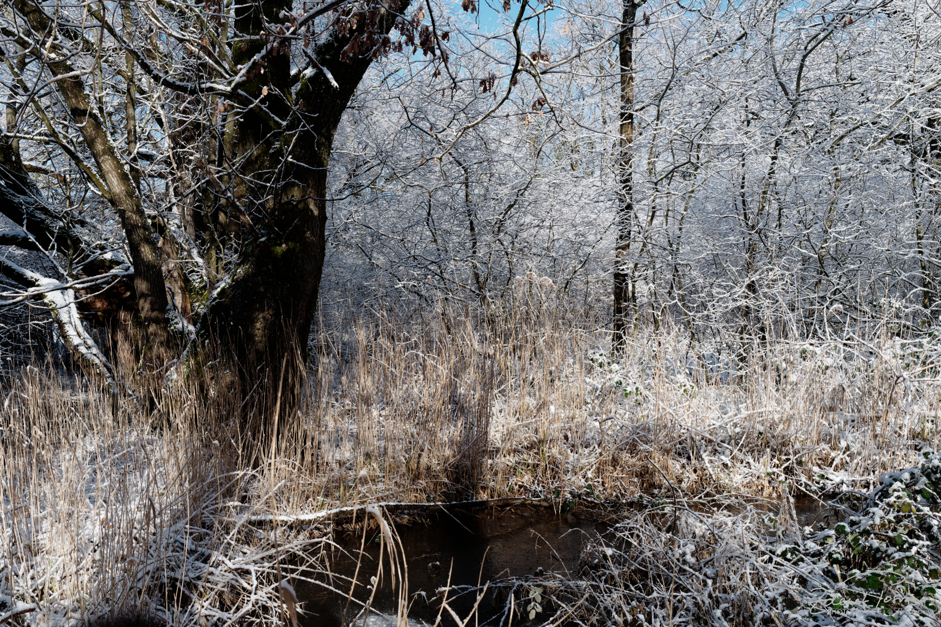 Le marais de Bex figé par le gel