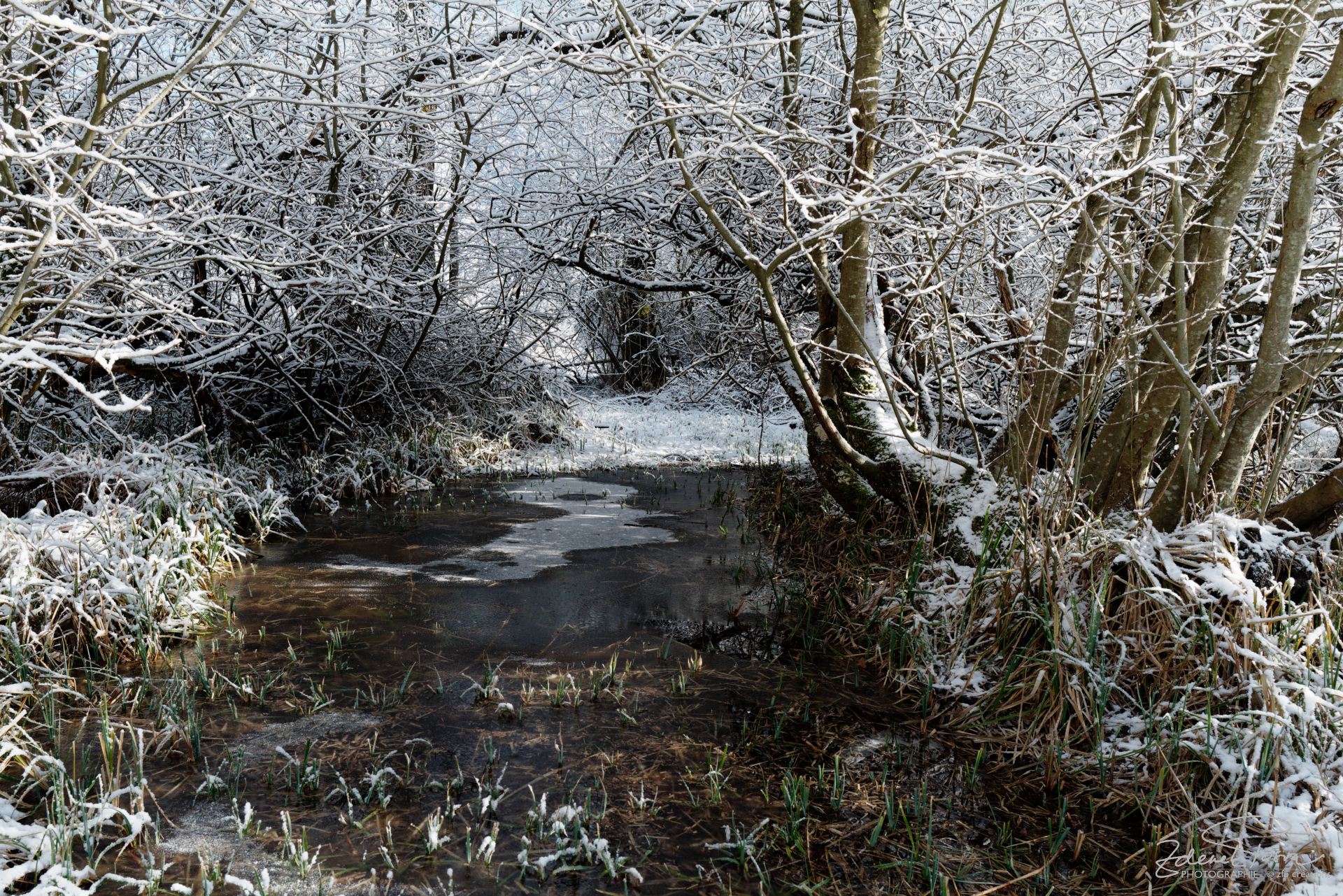 Le marais de Bex figé par le gel