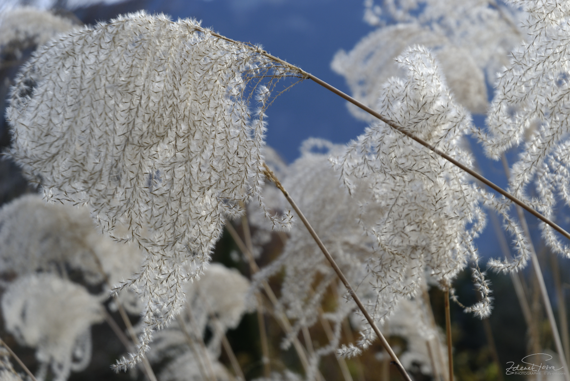 Les jeux de la nature