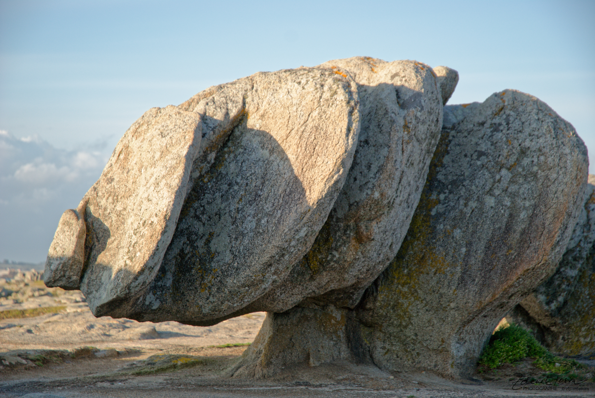 Un rhinocéros immobile