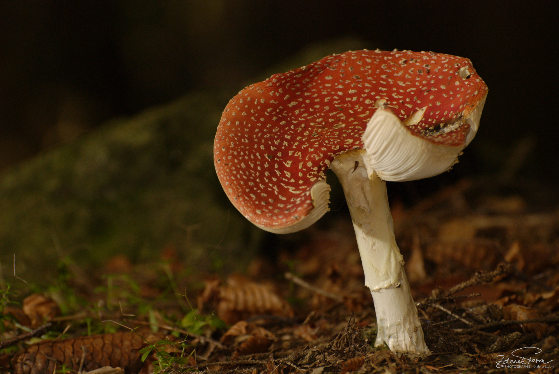 Les beautés de la forêt