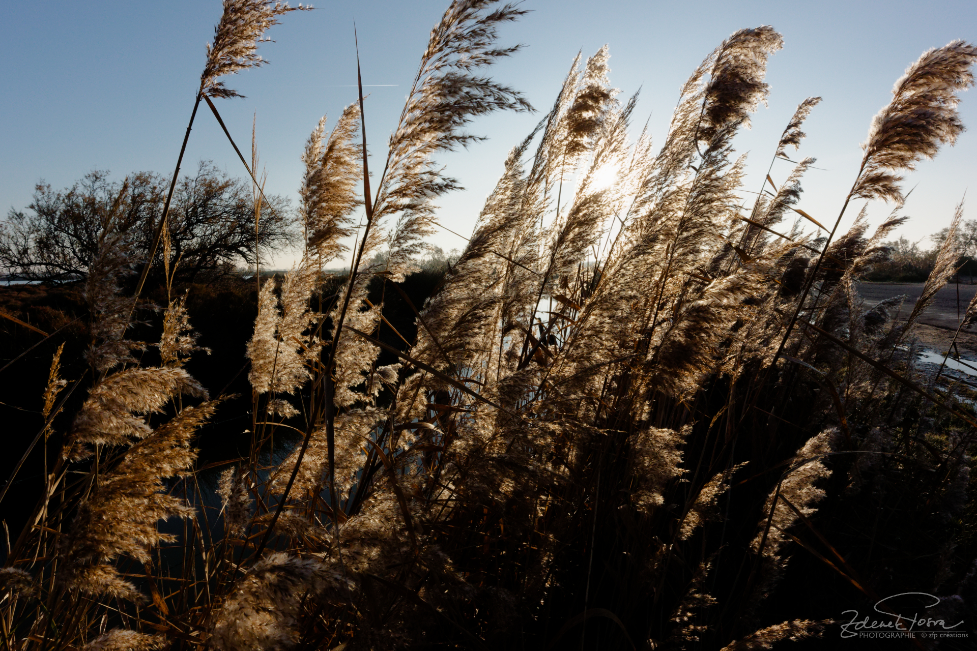 Au bord d'un étang en Camargue