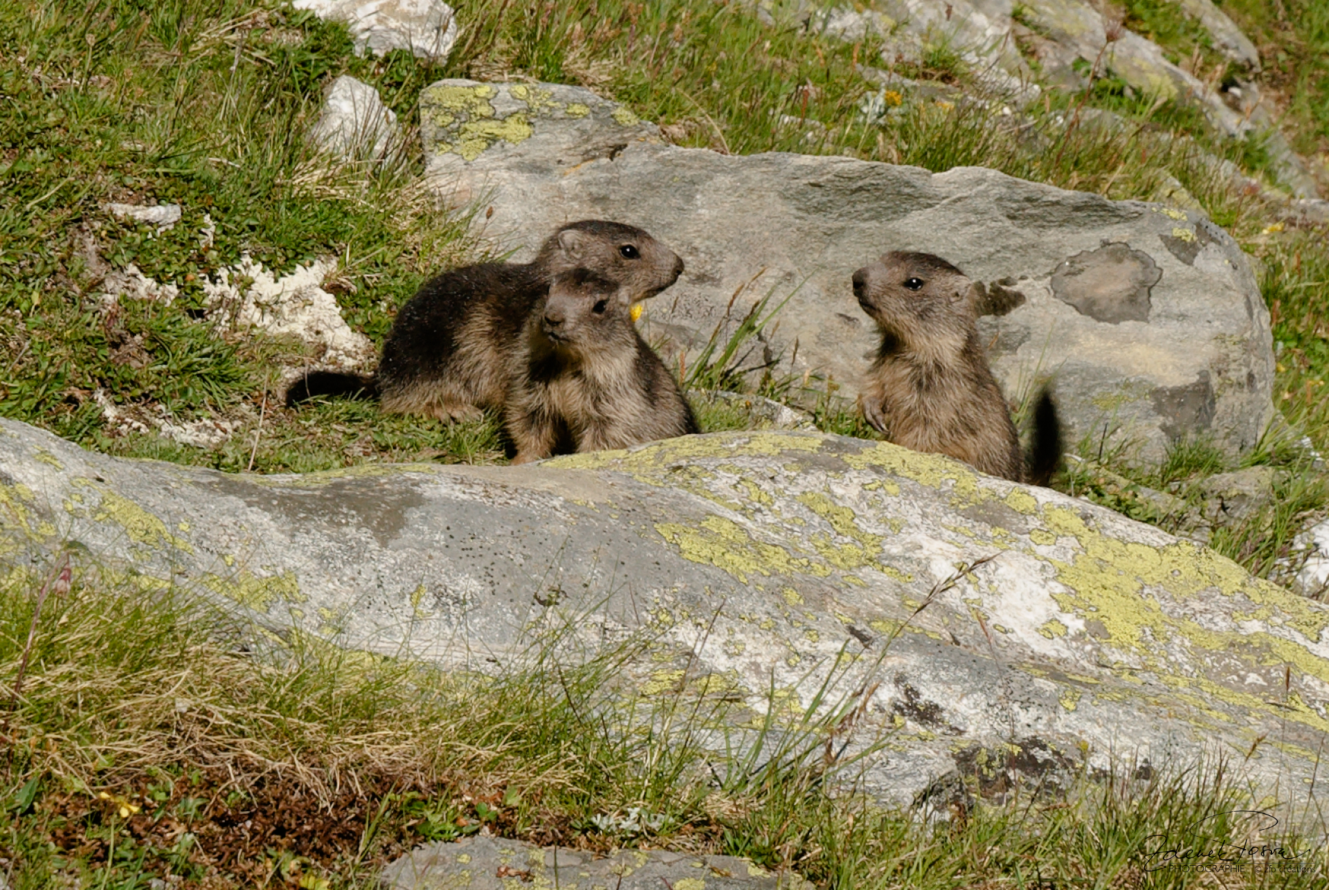 La sortie des marmottes