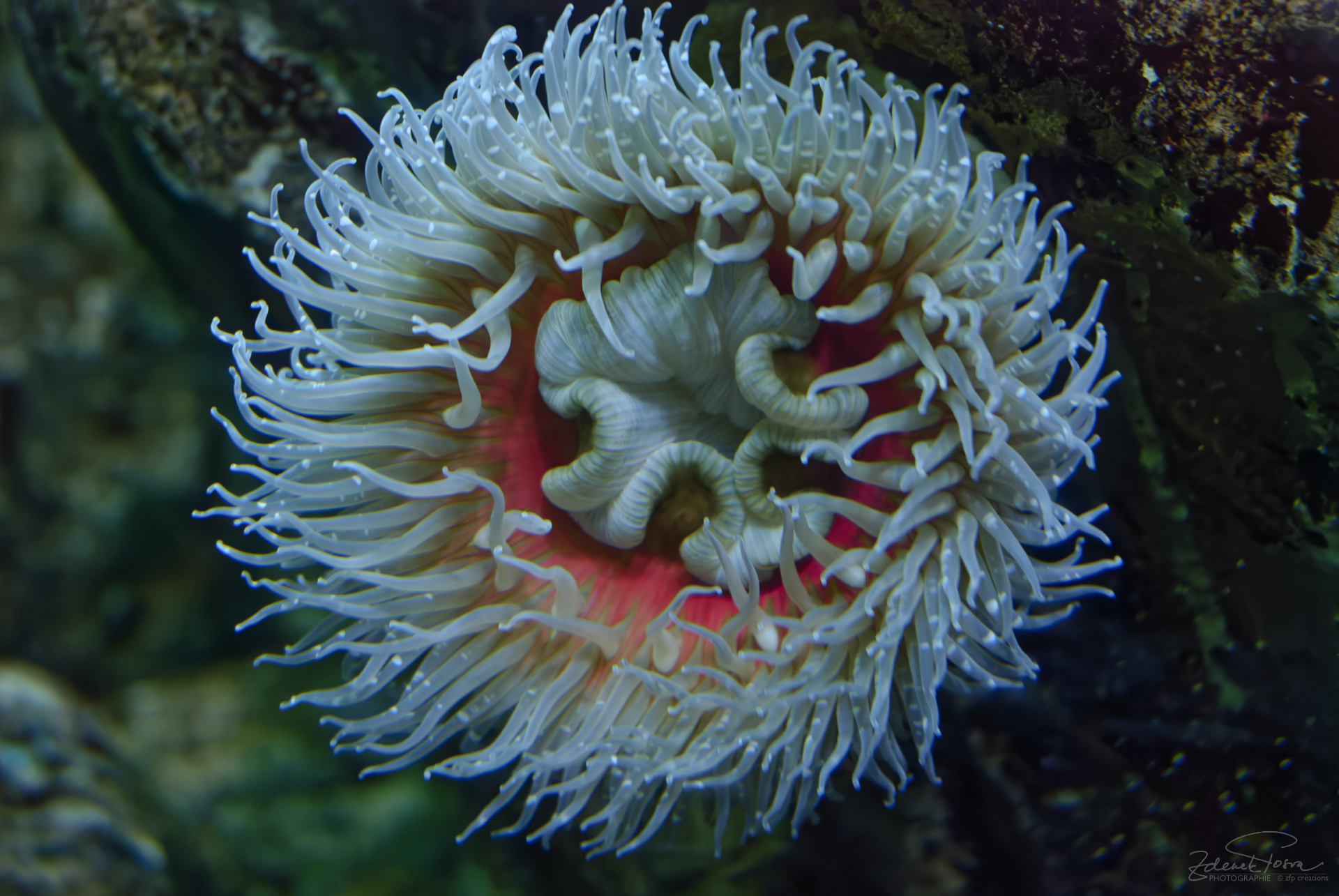 La vie pleine en couleur de la mer