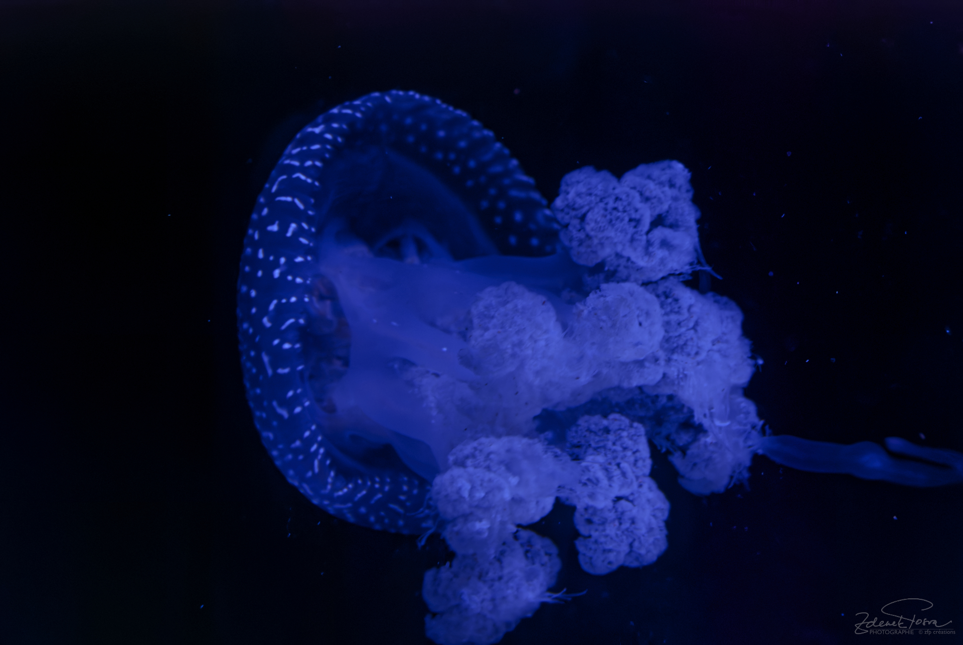 La vie pleine en couleur de la mer