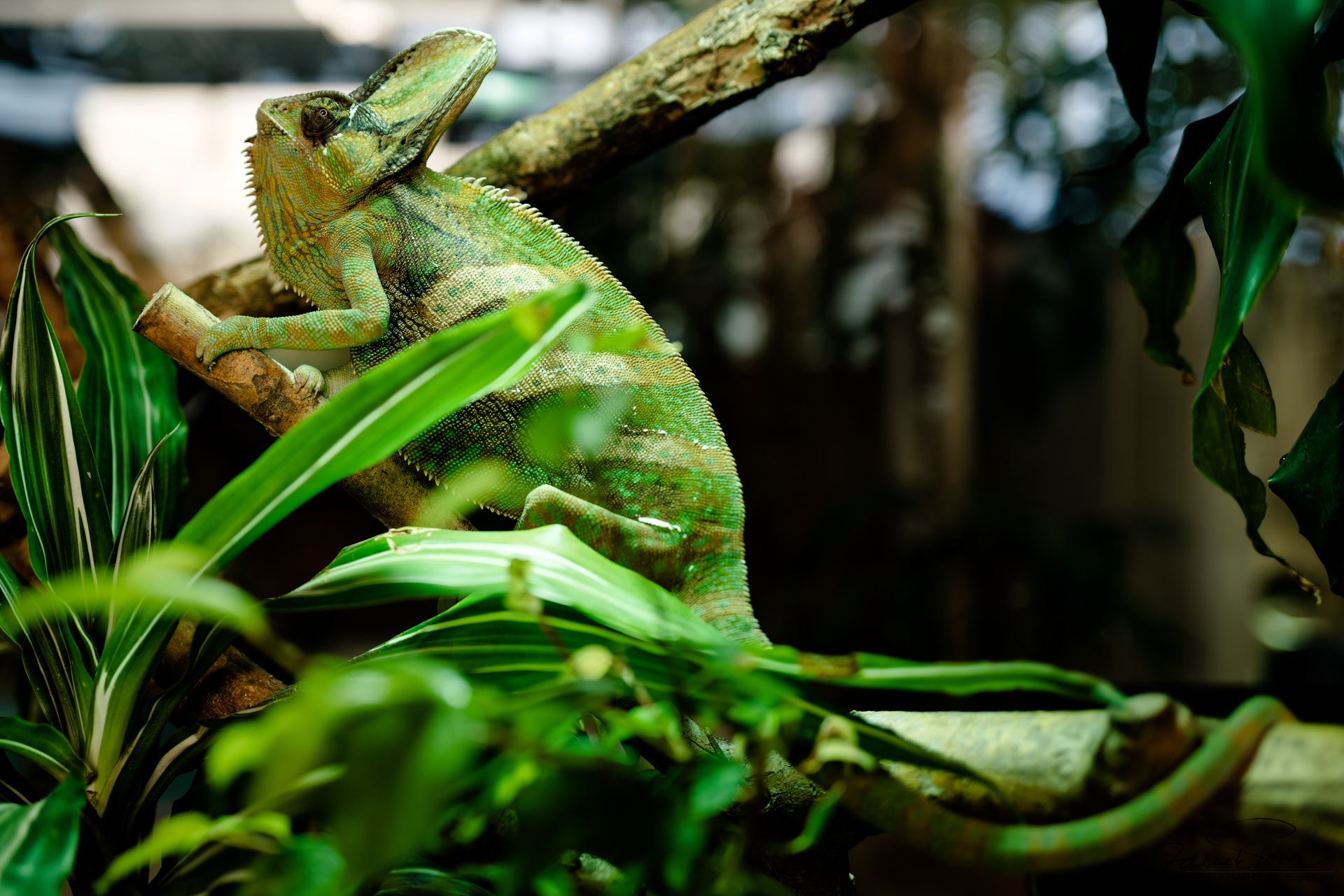 Caméléon casqué de Yemen