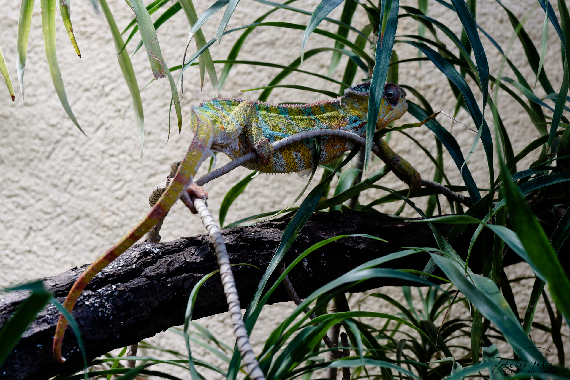 Caméléon panthère de Madagascar
