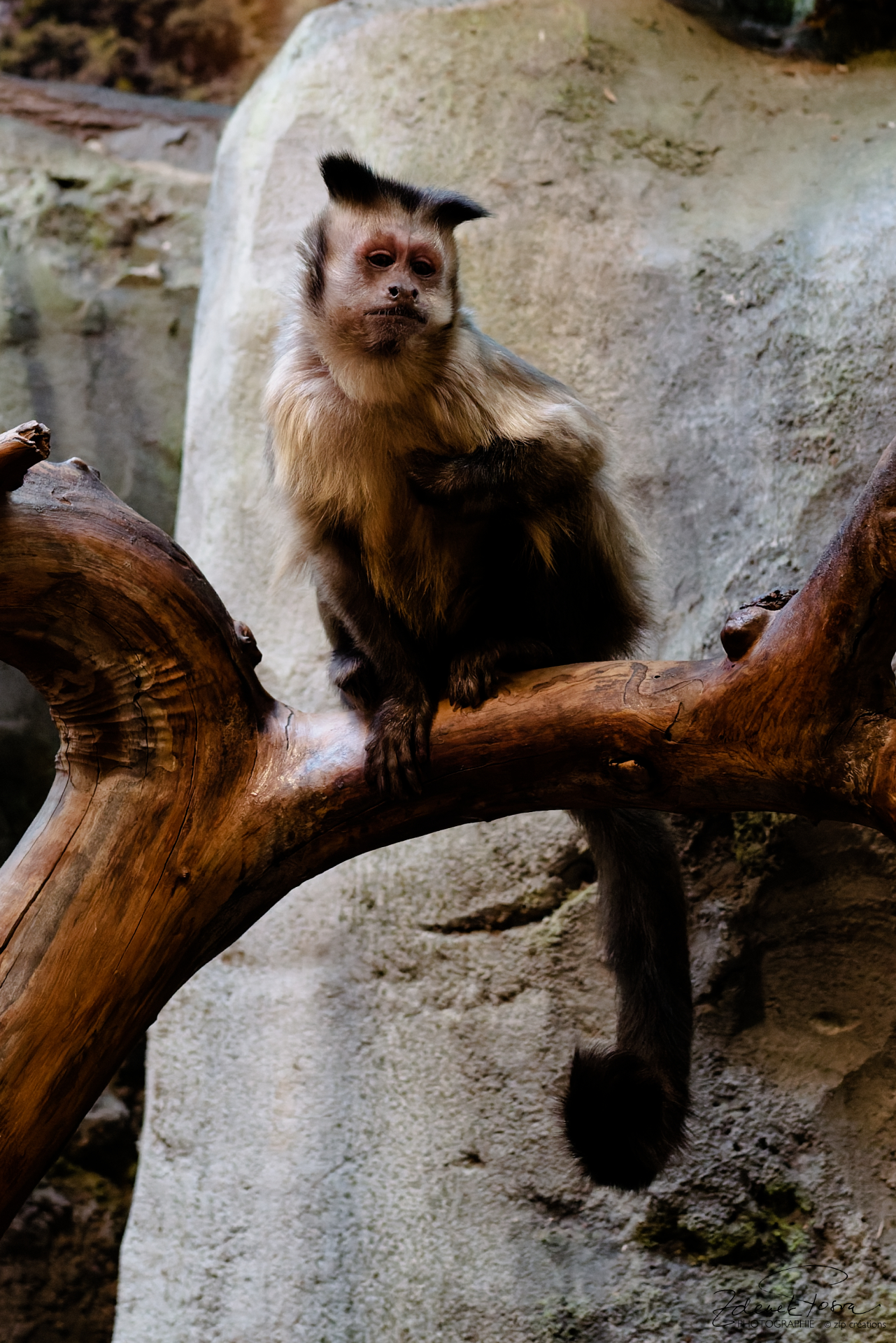 Capucine Apella d'Amérique du sud