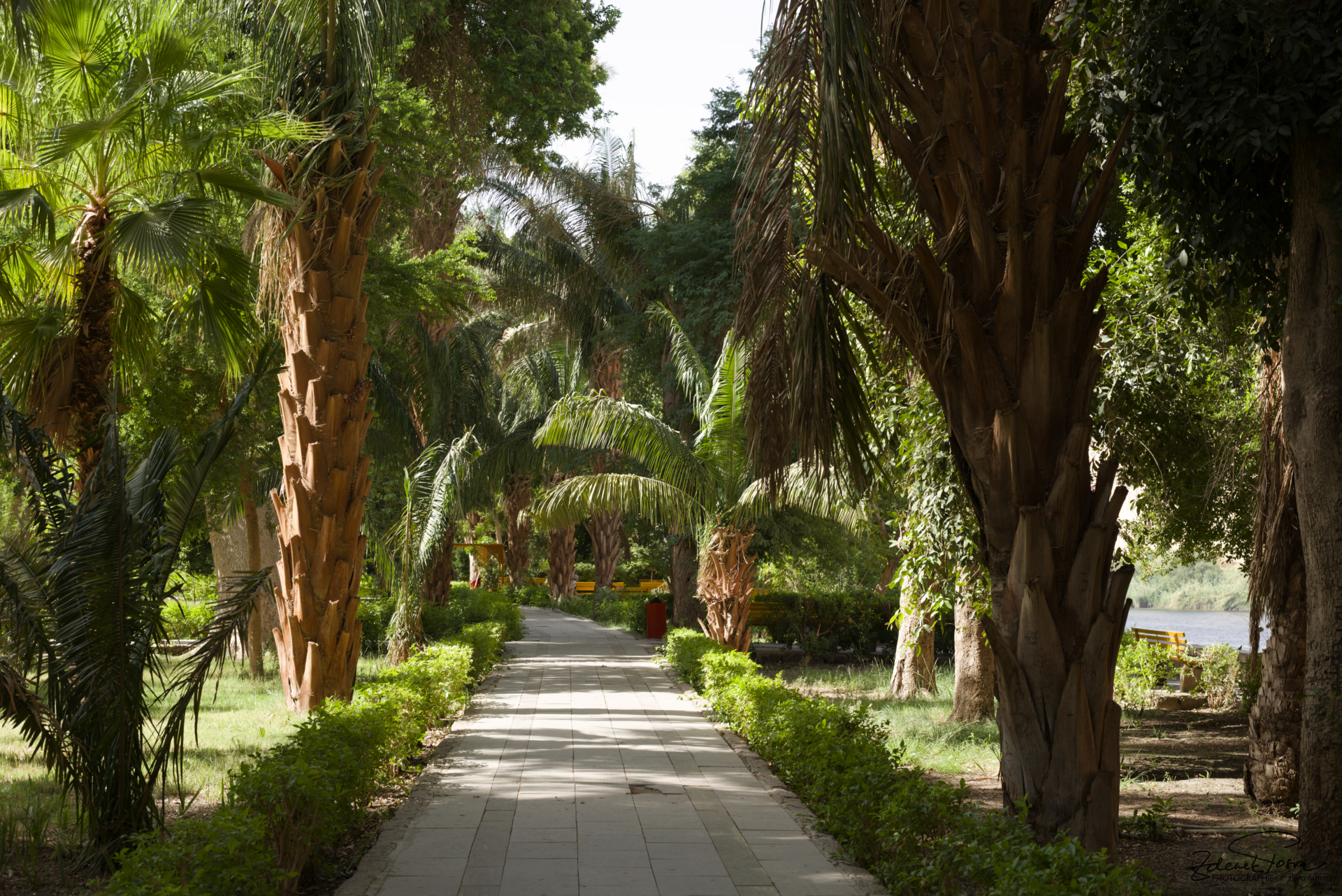 Le jardin botanique d'Assouan