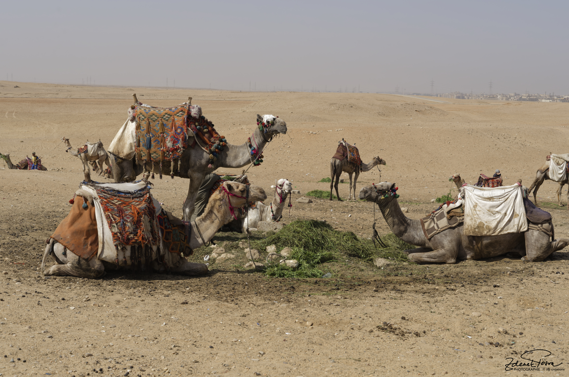 Le taxi du plateau de Giseh