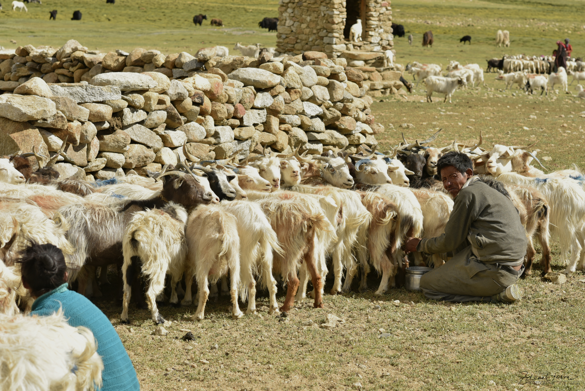 Les nomades avec leurs chèvres 