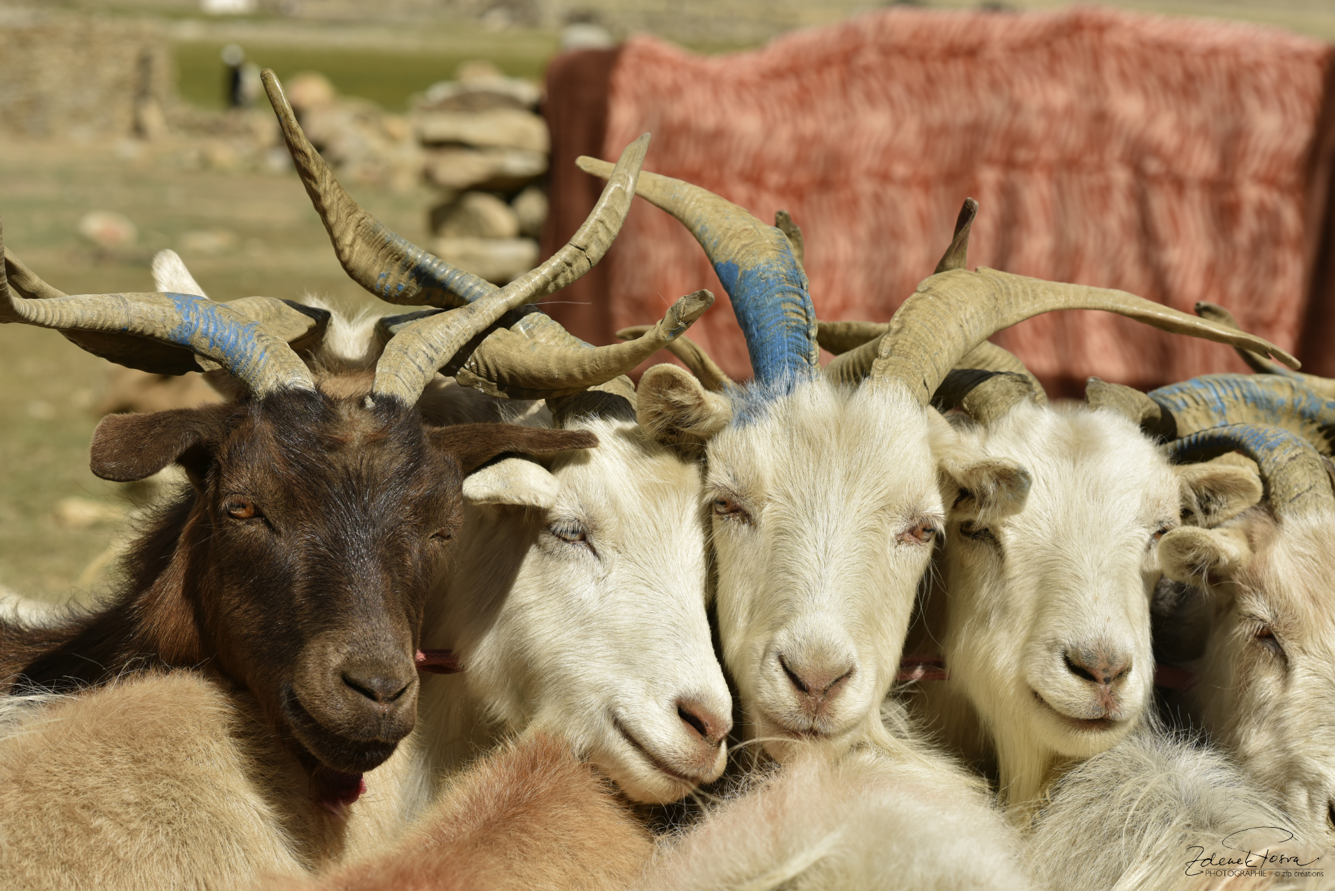 Les chèvres 
