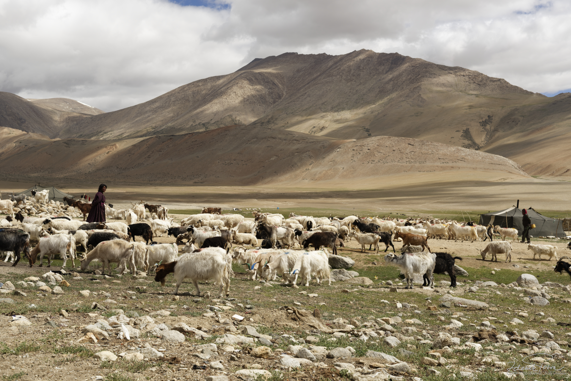 Les nomades et leur chèvres 