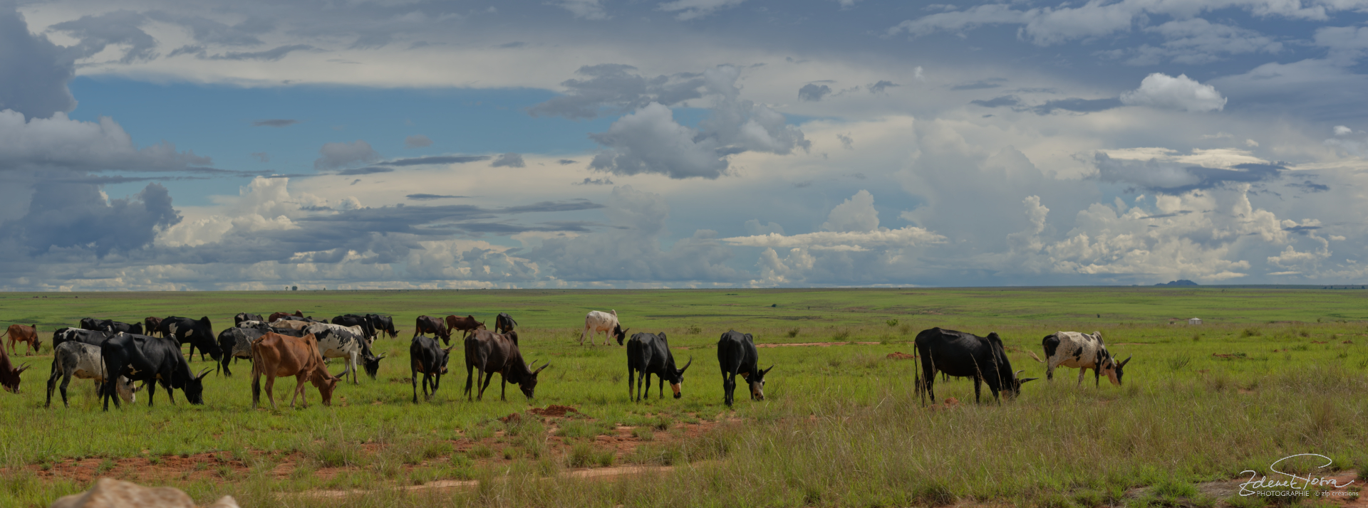 Les vaste plaines avec des troupeaux nomades