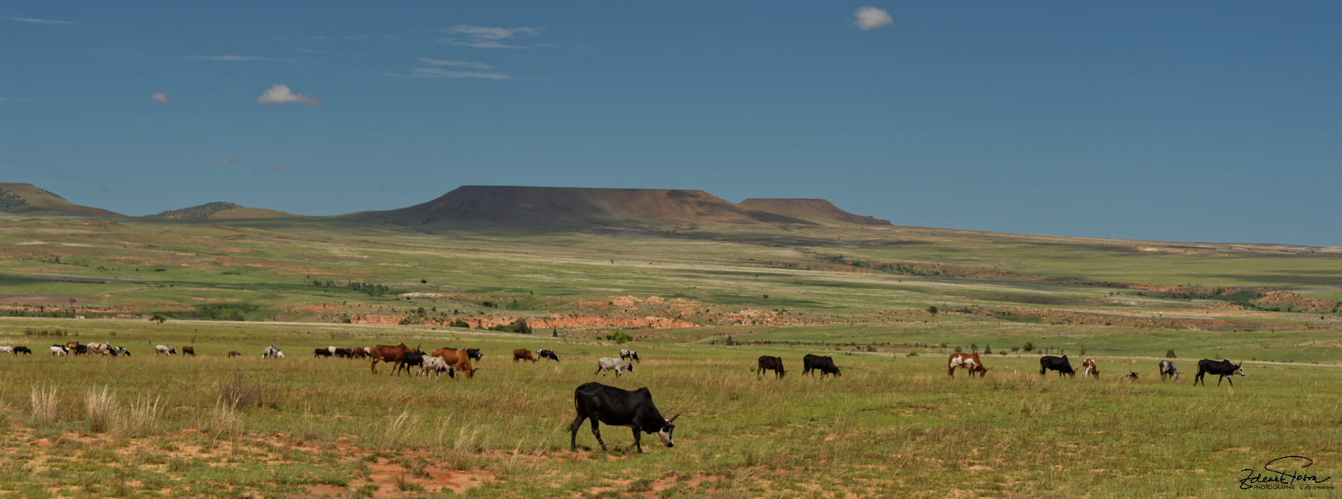 Les vaste plaines avec des troupeaux nomades