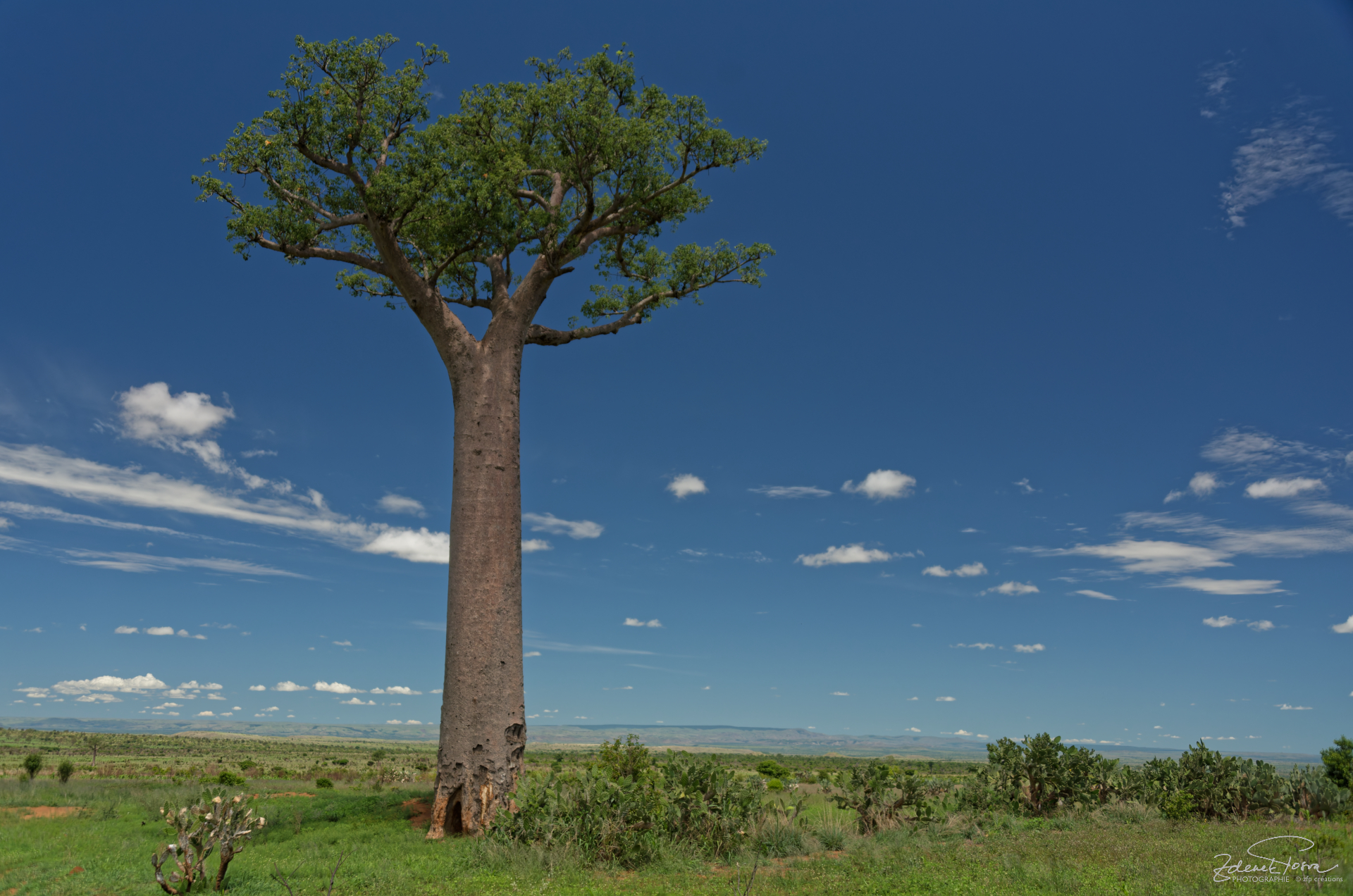 Un baobab isolé