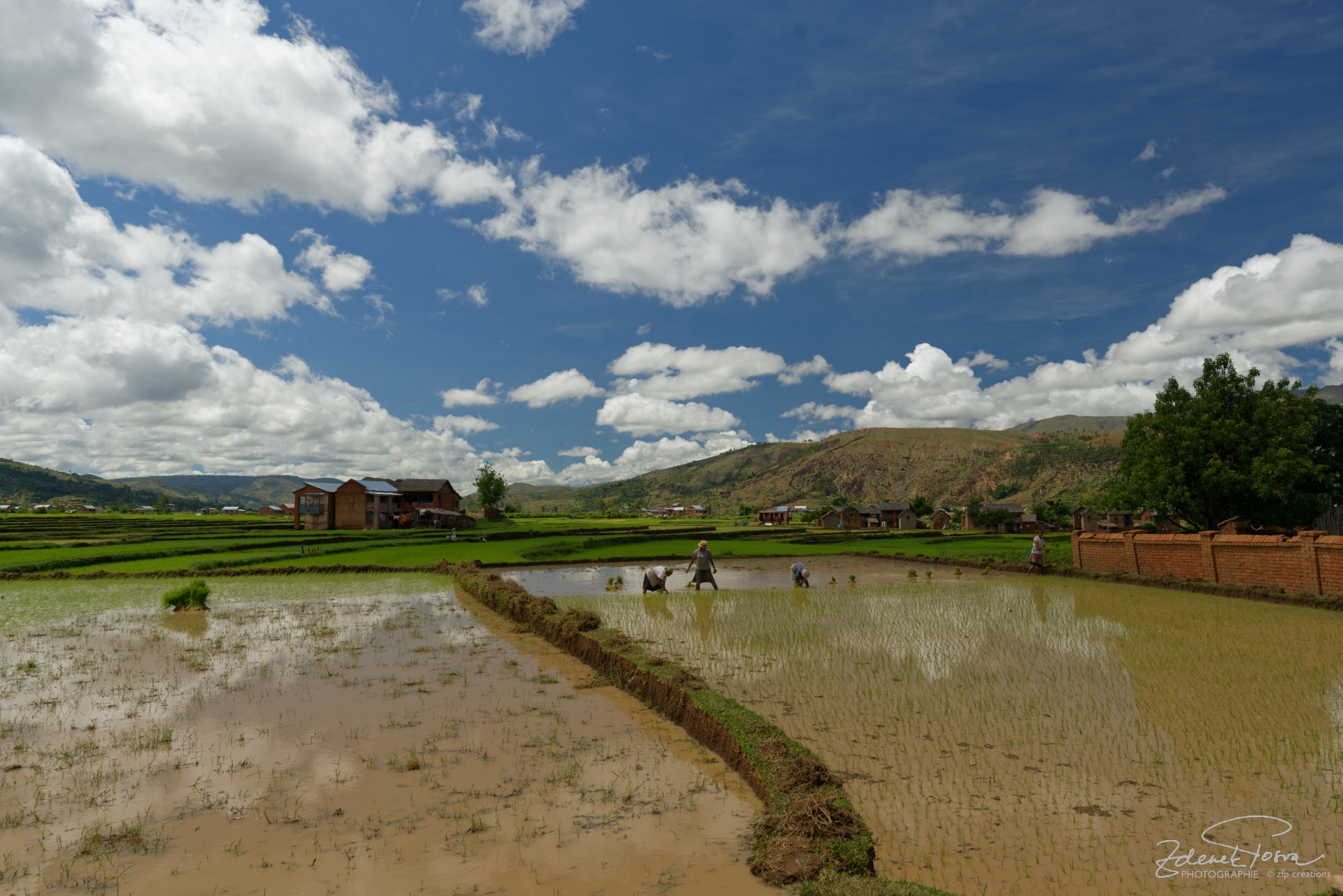 La plantation du riz