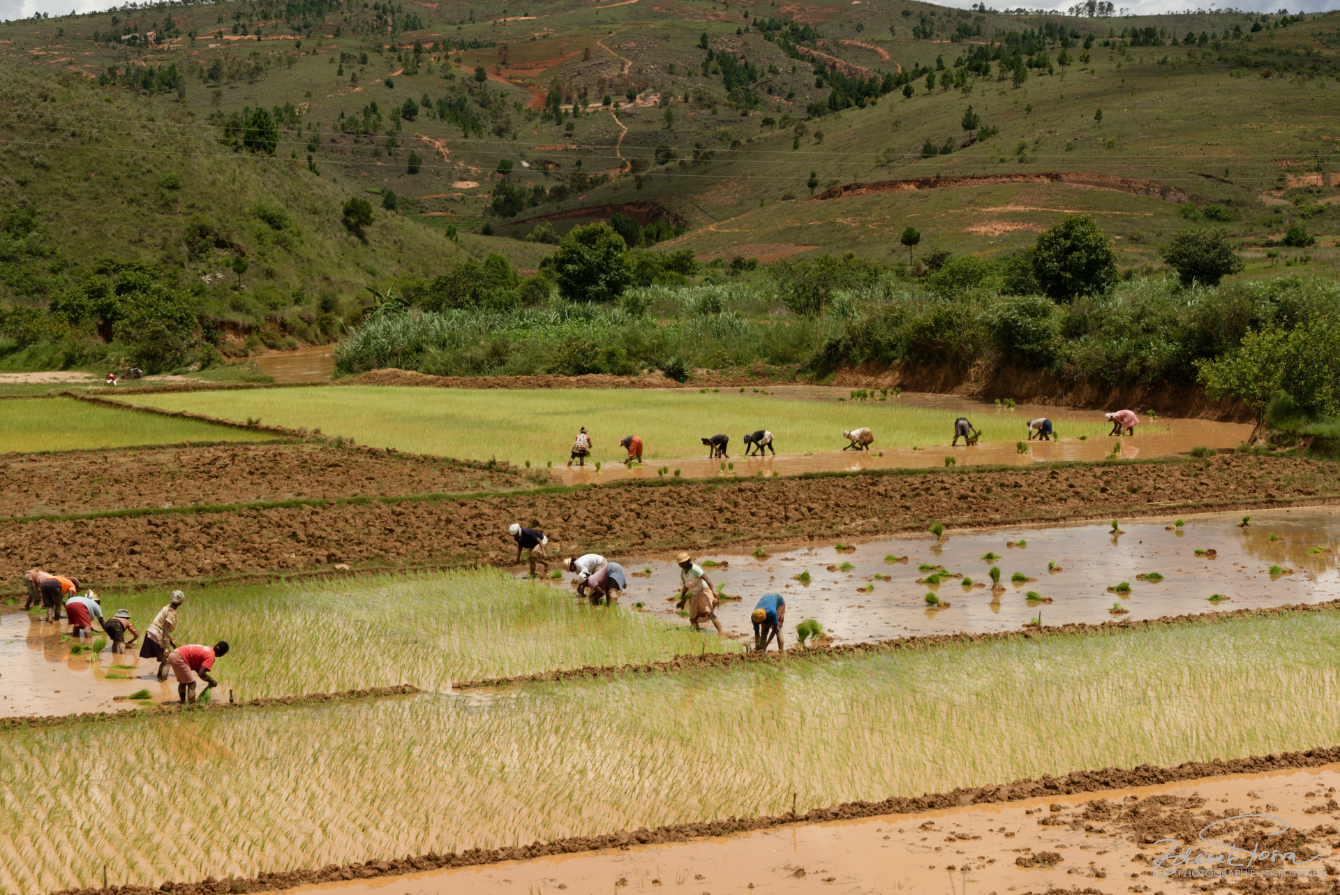 La plantation du riz