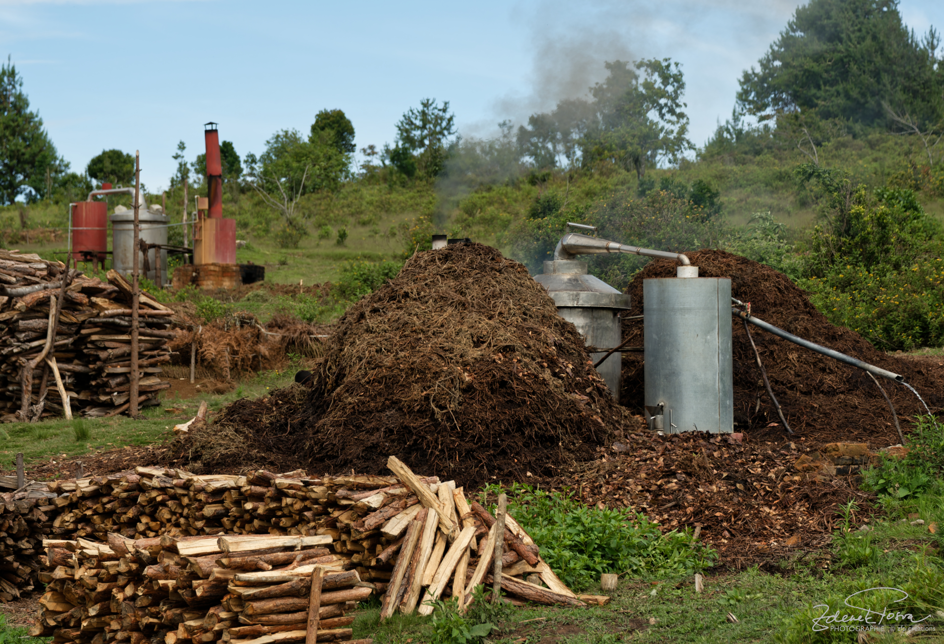 La distillation des huiles essentielles de géranium
