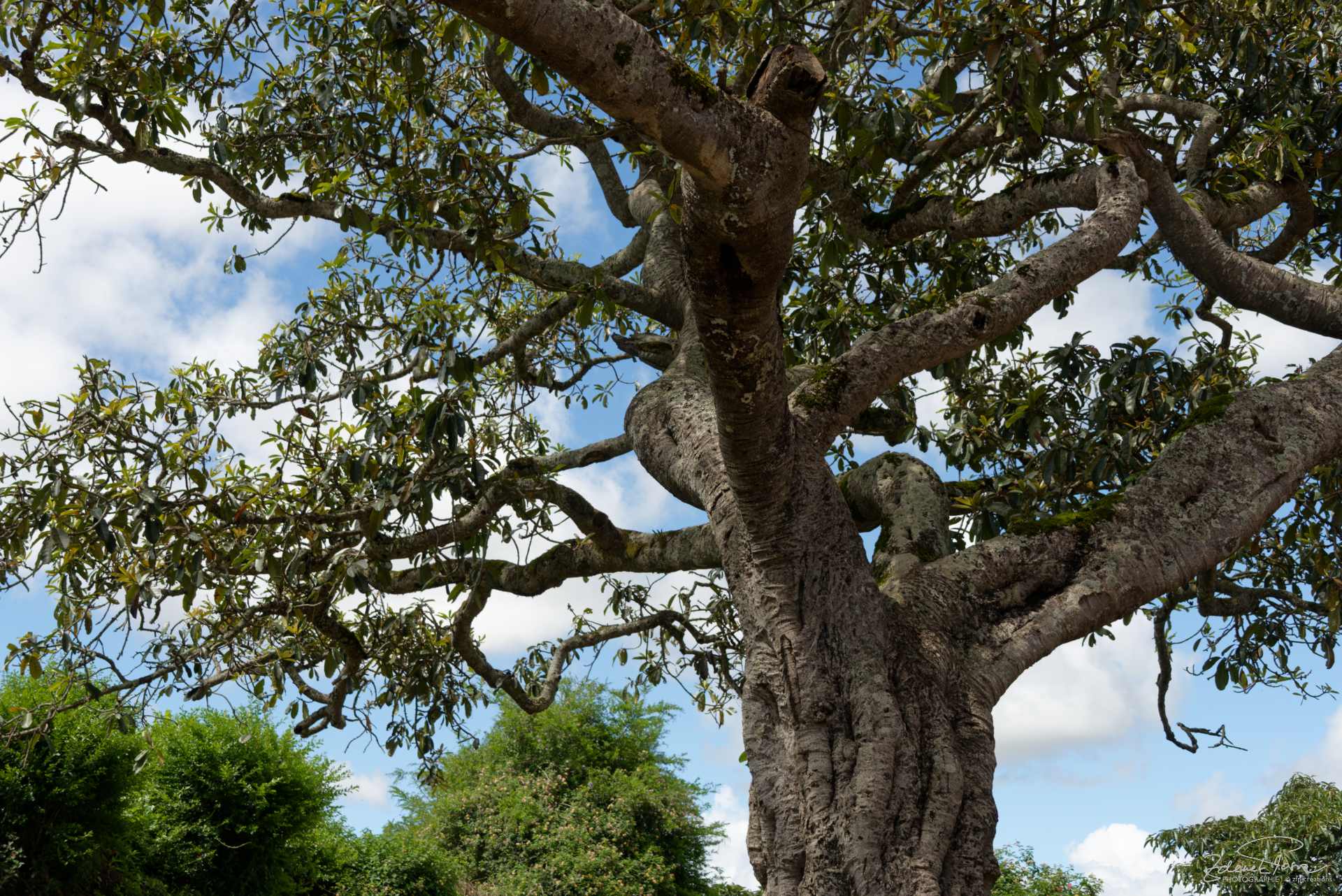 Les arbres du Madagascar