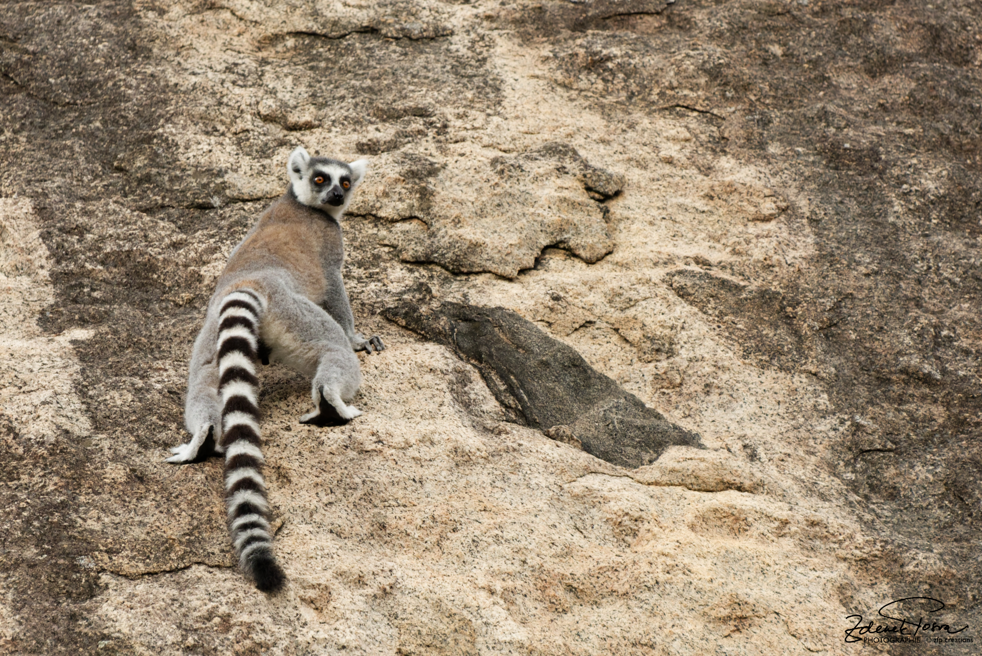 Lémur Catta, l'un des lémuriens endémiques du pays.