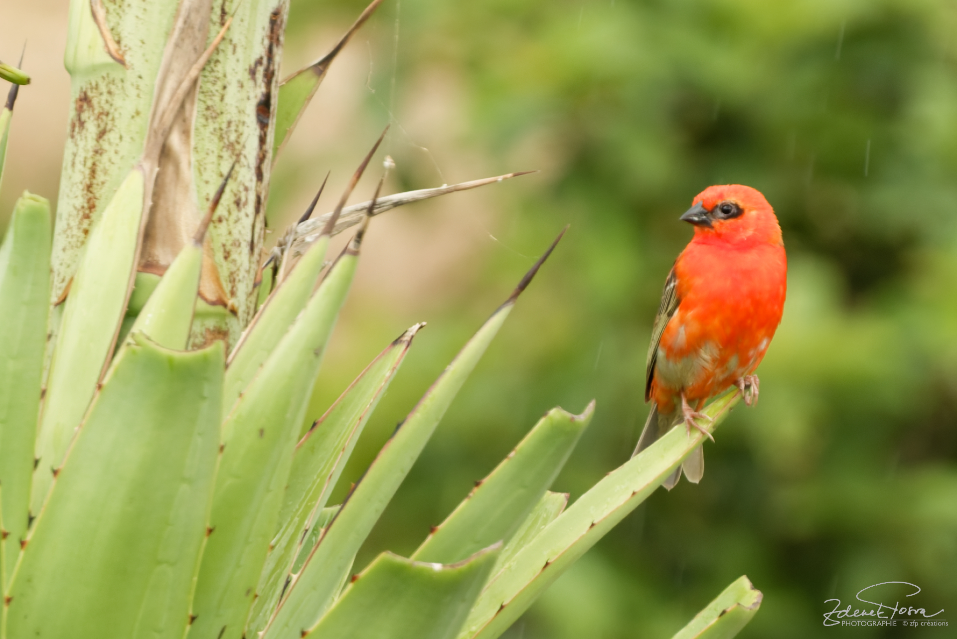 Foudi rouge, une spèce de passereau. Il est appelé Fody, prononcé 
