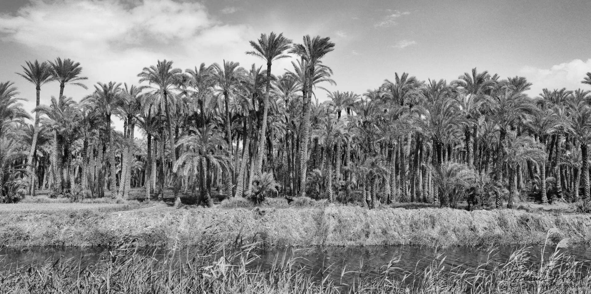Une palmeraie égyptienne