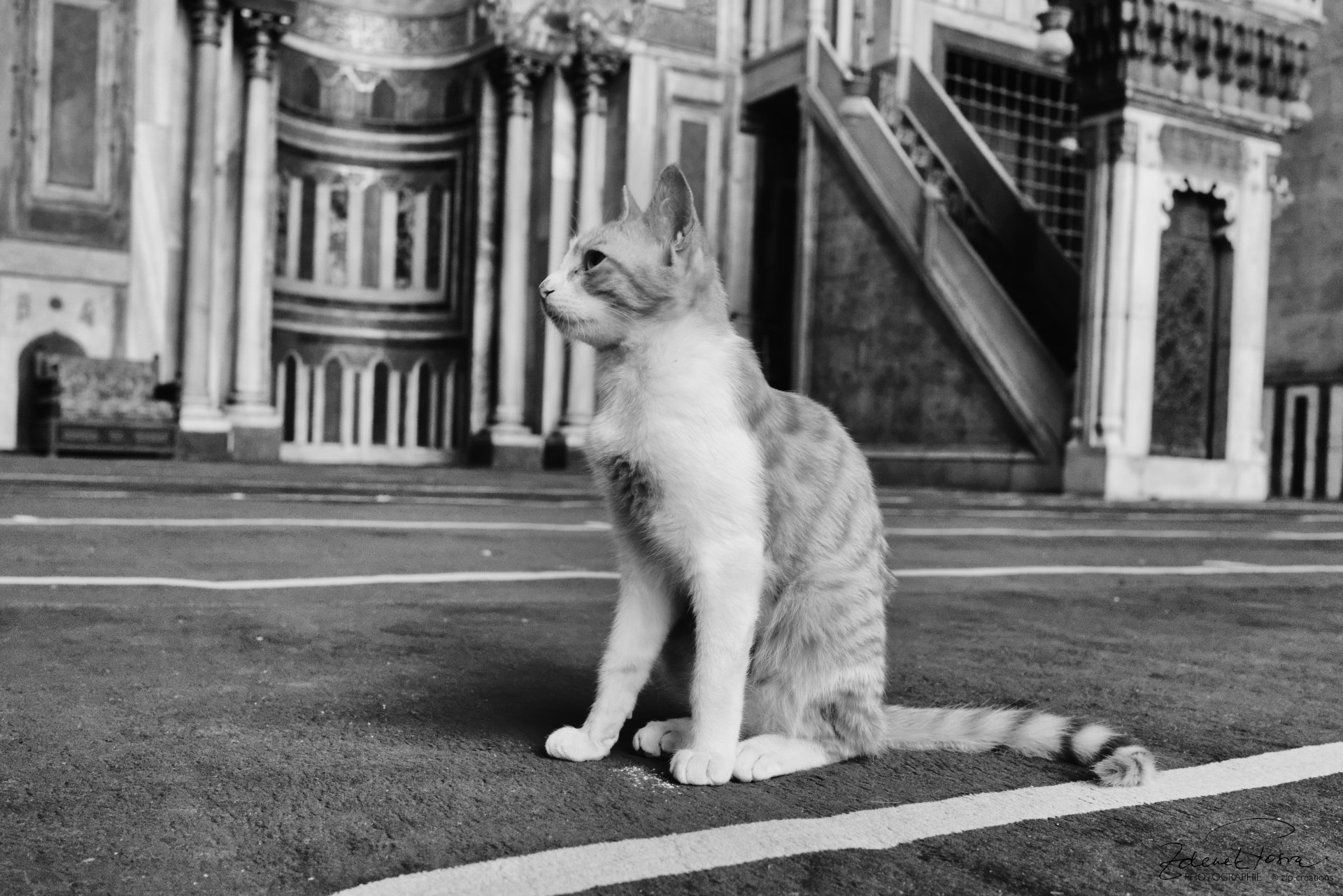 Un visiteur permamnent de la Mosquée du Sultan Hassan