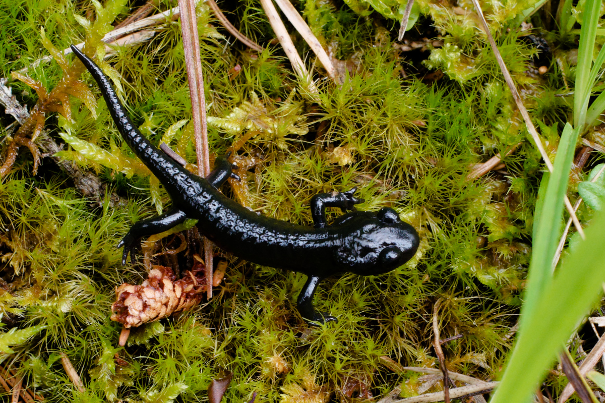 Une salamandre noire