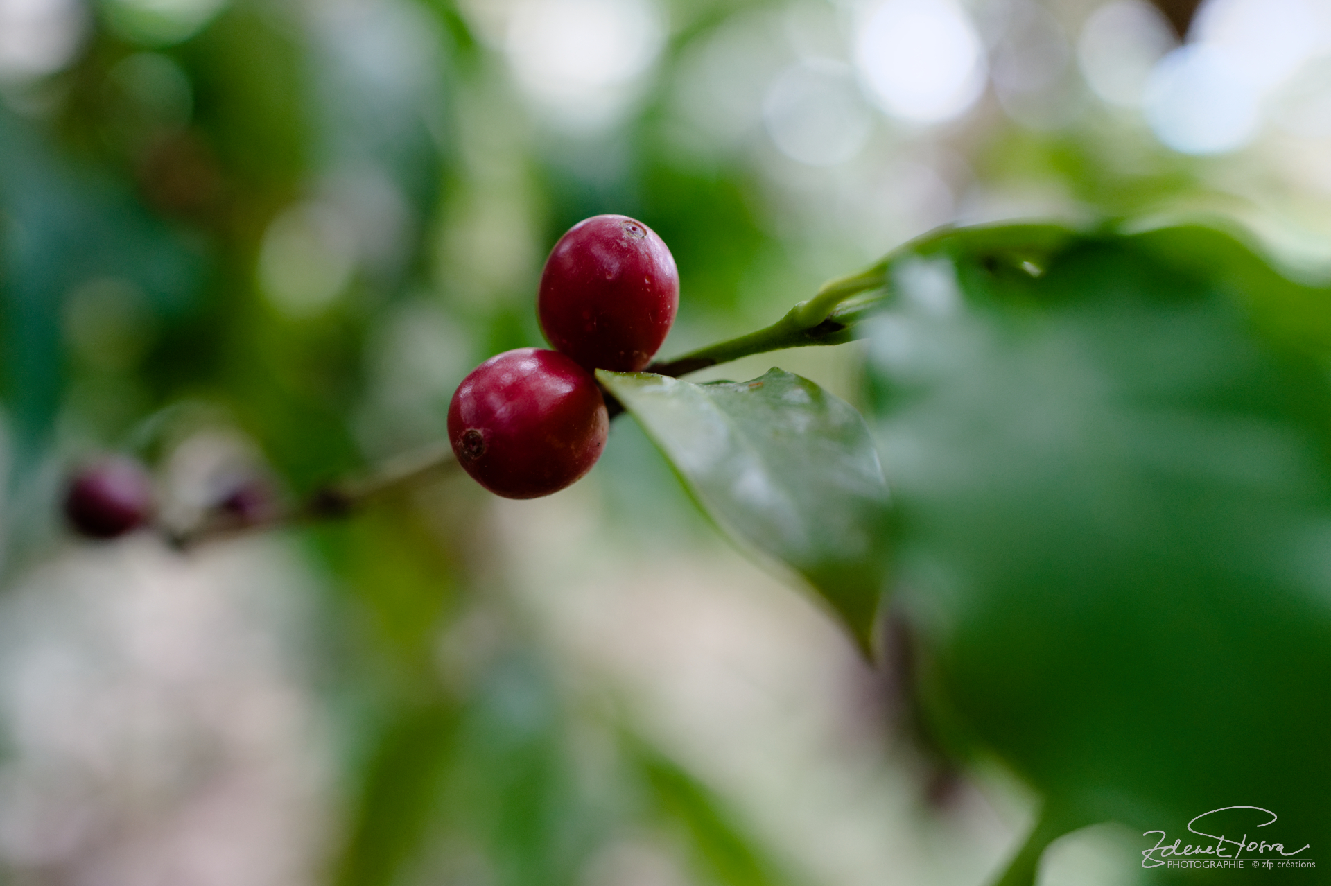Café arabica, Parc El Nicho