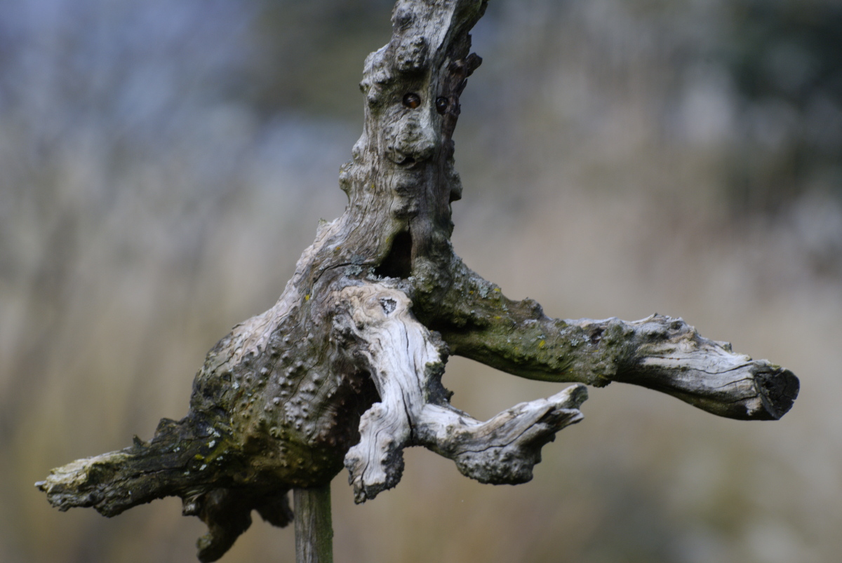 La petit peuple de la forêt