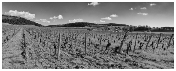 Un vignoble en Bourgogne