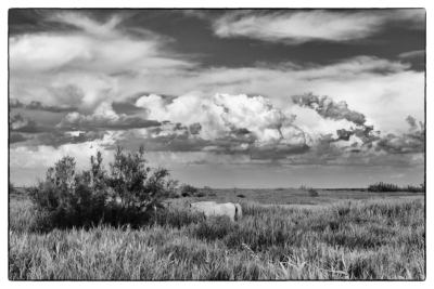 Camargue