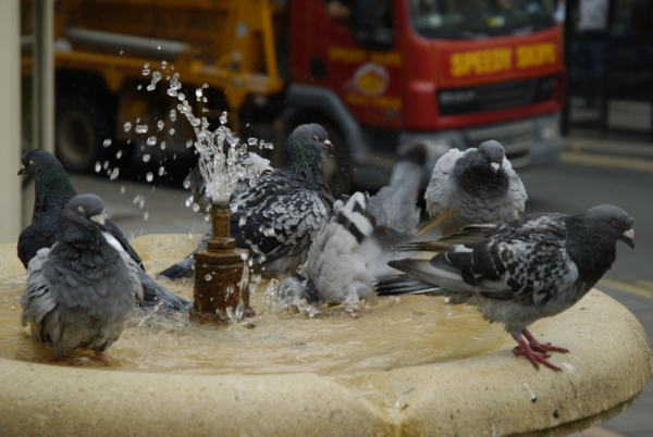 La baignade des pigeons à Cheltenham, GB