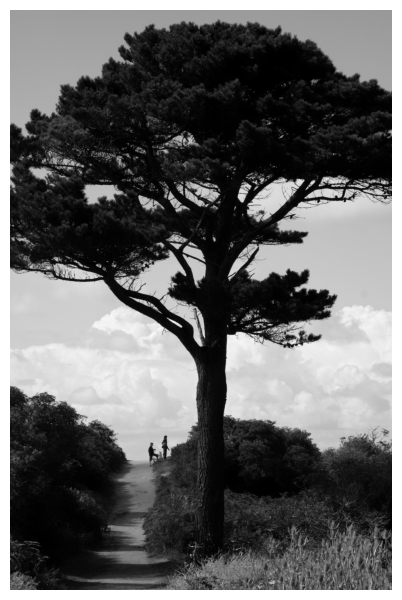 La majesté arbre