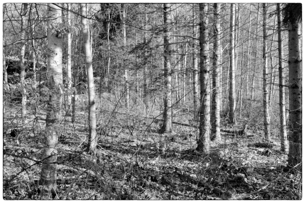 La lumière du soleil se dissout dans la forêt